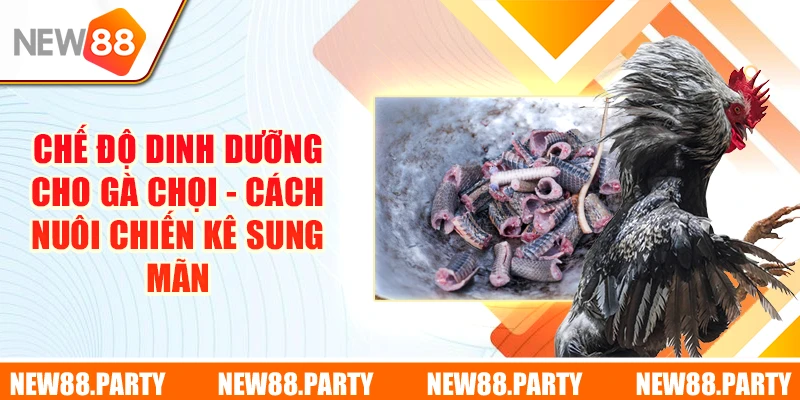 Chế Độ Dinh Dưỡng Cho Gà Chọi - Cách Nuôi Chiến Kê Sung Mãn