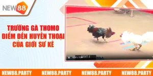 trường gà thomo
