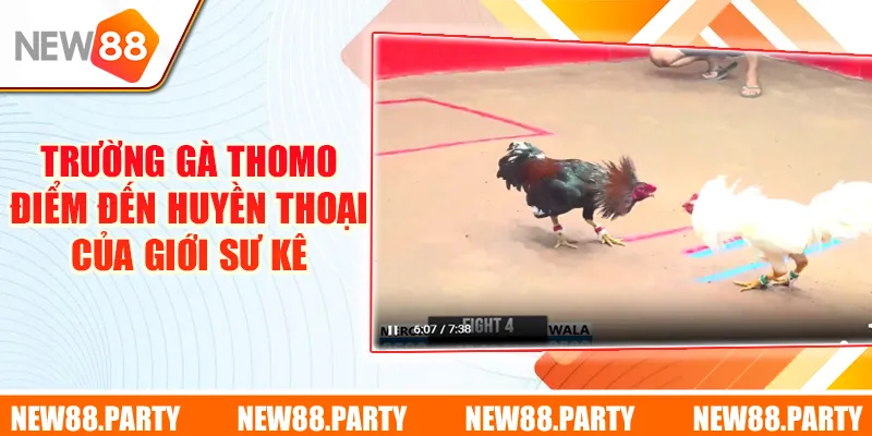 trường gà thomo