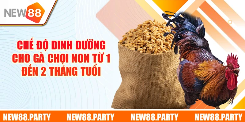 Chế độ dinh dưỡng cho gà chọi non từ 1 đến 2 tháng tuổi