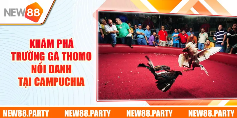 Khám phá trường gà Thomo nổi danh tại Campuchia