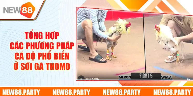 Tổng hợp các phương pháp cá độ phổ biến ở sới gà Thomo