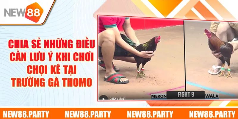 Chia sẻ những điều cần lưu ý khi chơi chọi kê tại trường gà Thomo