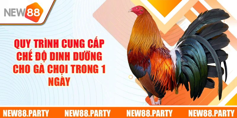 Quy trình cung cấp chế độ dinh dưỡng cho gà chọi trong 1 ngày